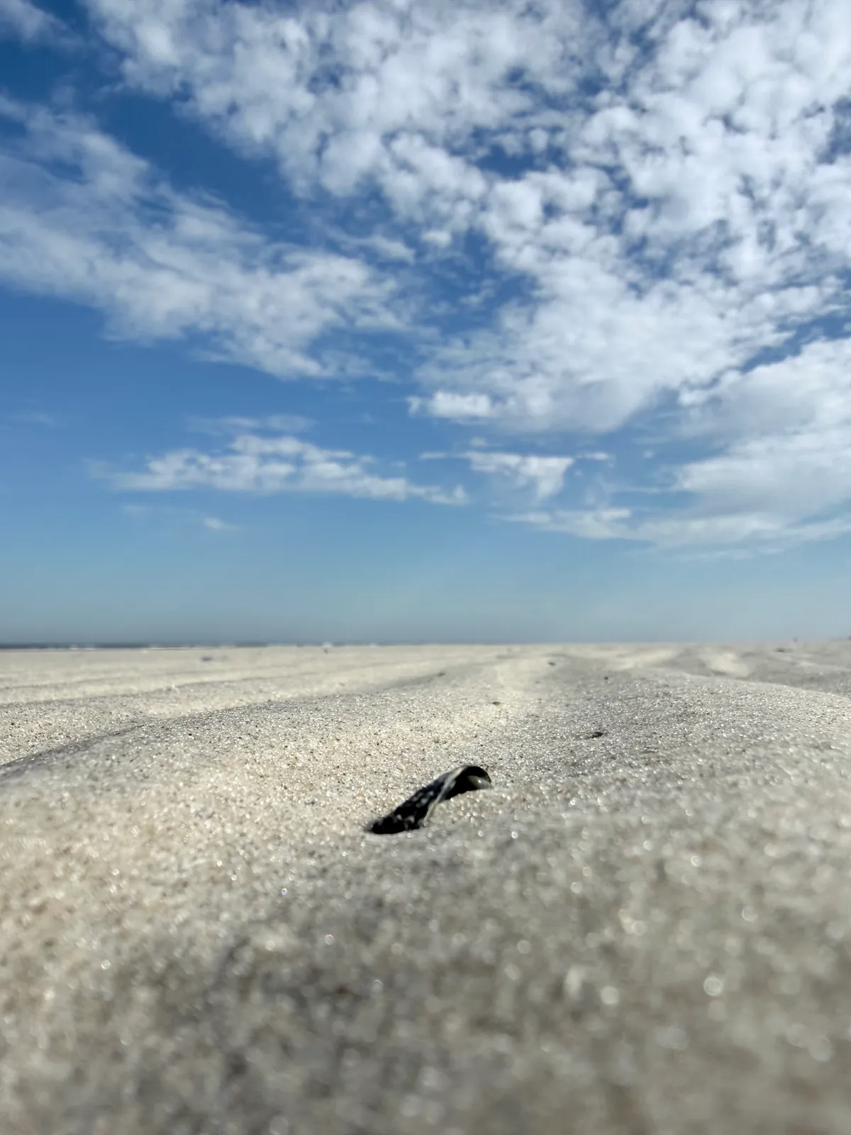 Eine Muschel steckt im hellen Sand, darüber Wolken.