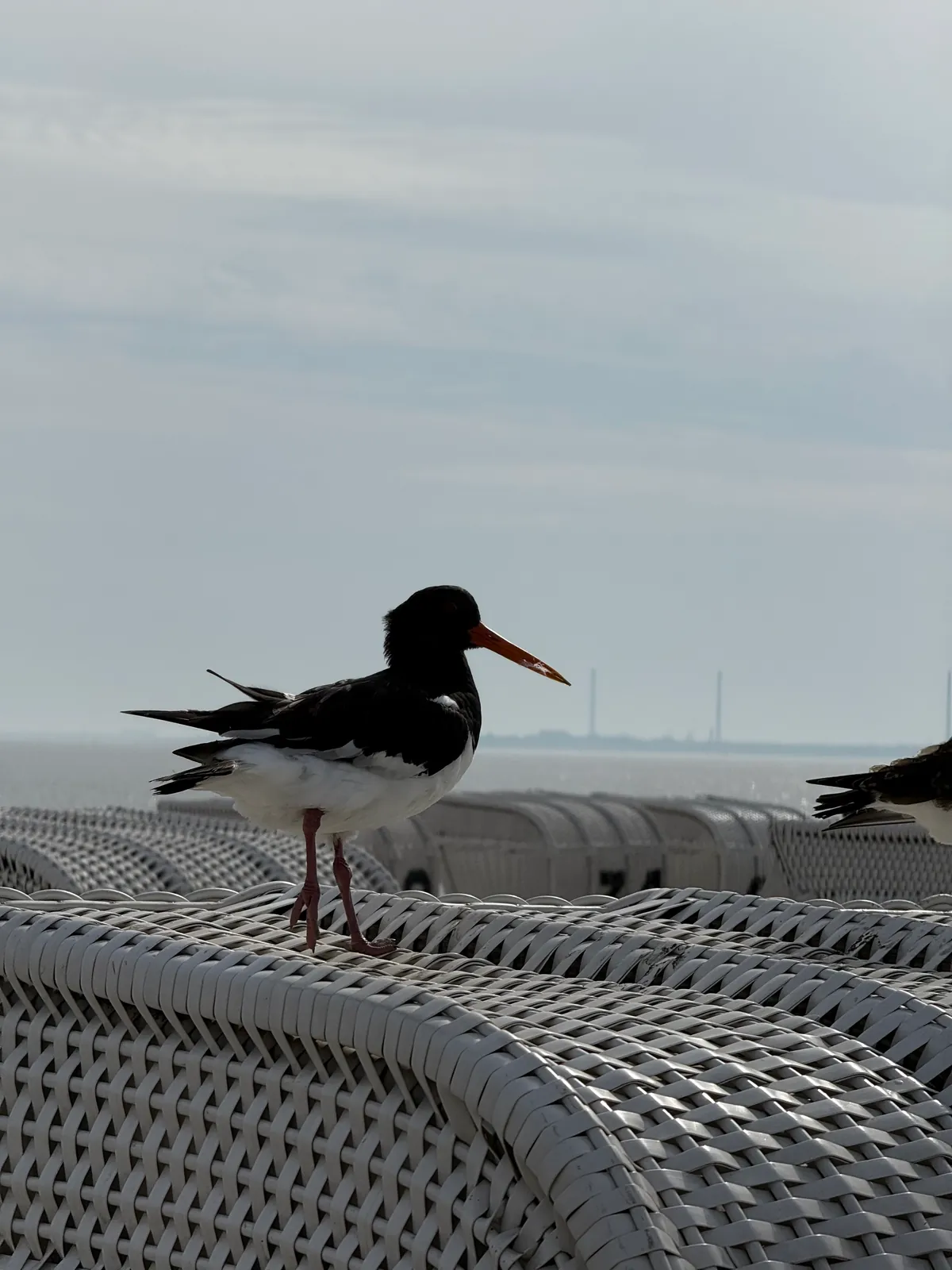 Ein Austernfischer steht einem Strandkorb, dahinter das Meer im Dunst.