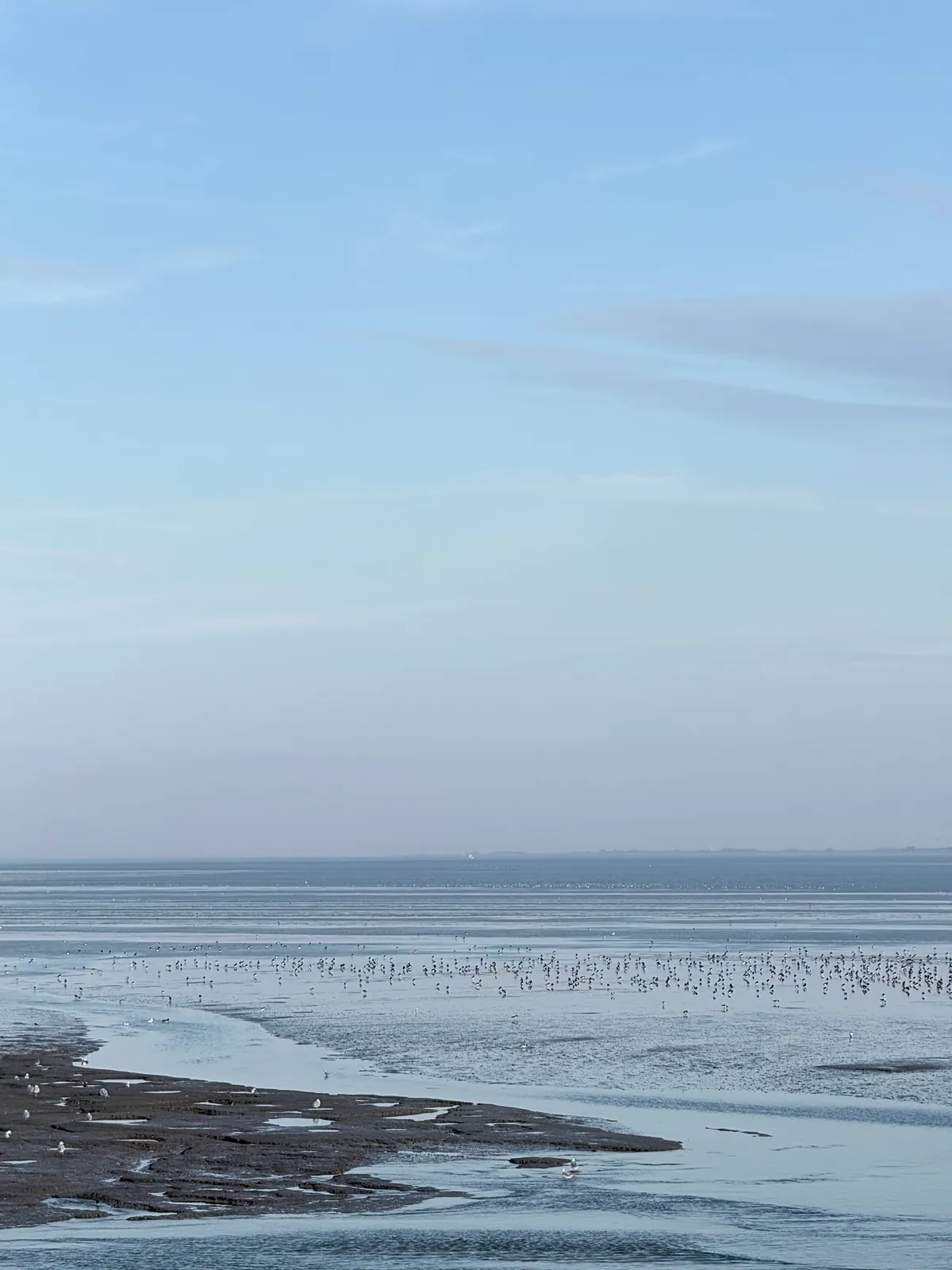 Watt bei Ebbe mit Prielen und Seevögeln unter einem blassen Himmel.